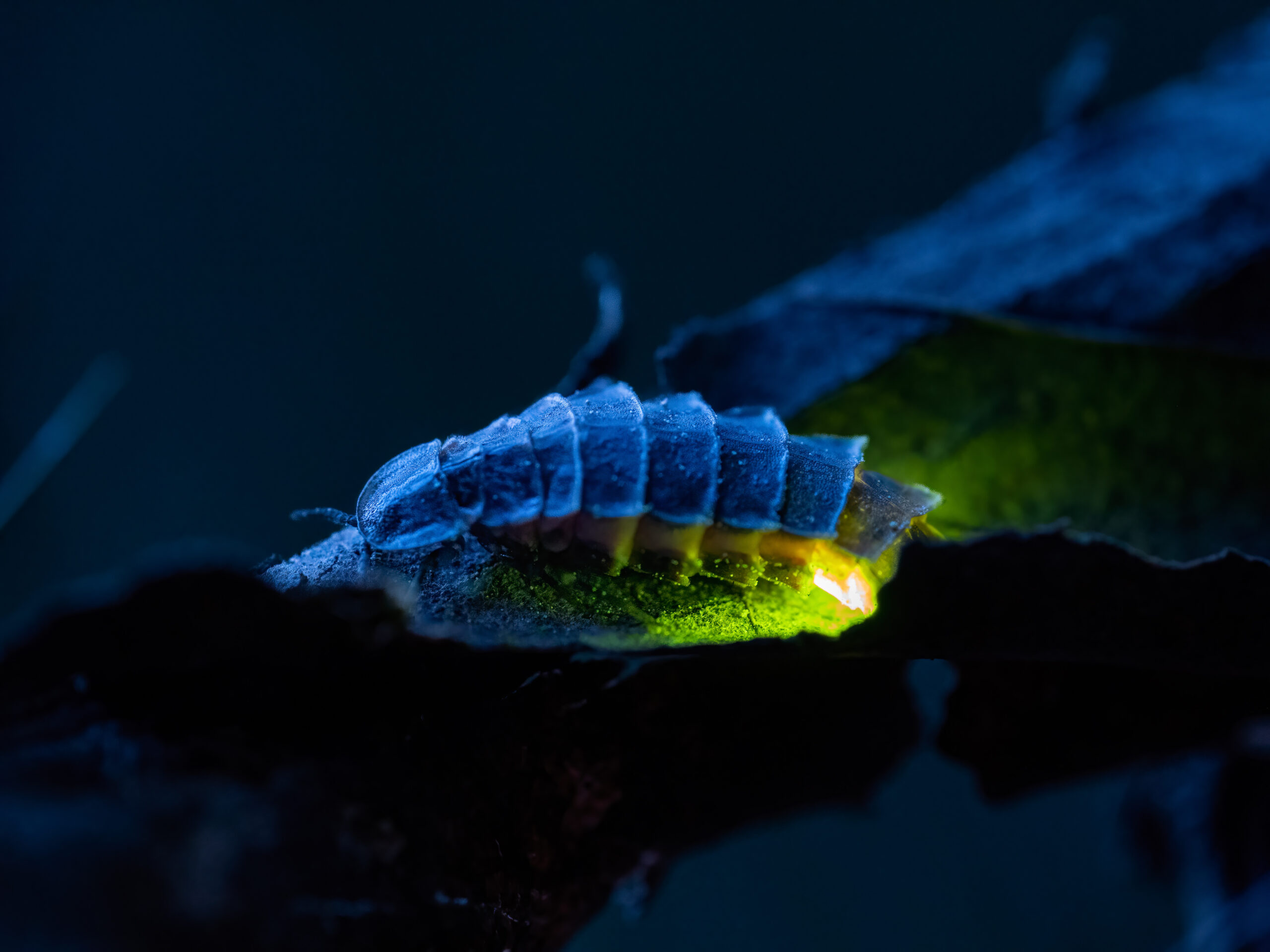 A female glow worm shines brightest. Picture: National Trust Images/Rob Coleman