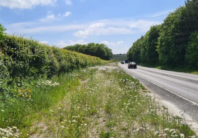 Wildflower verges installed on the A35. Picture: National Highways