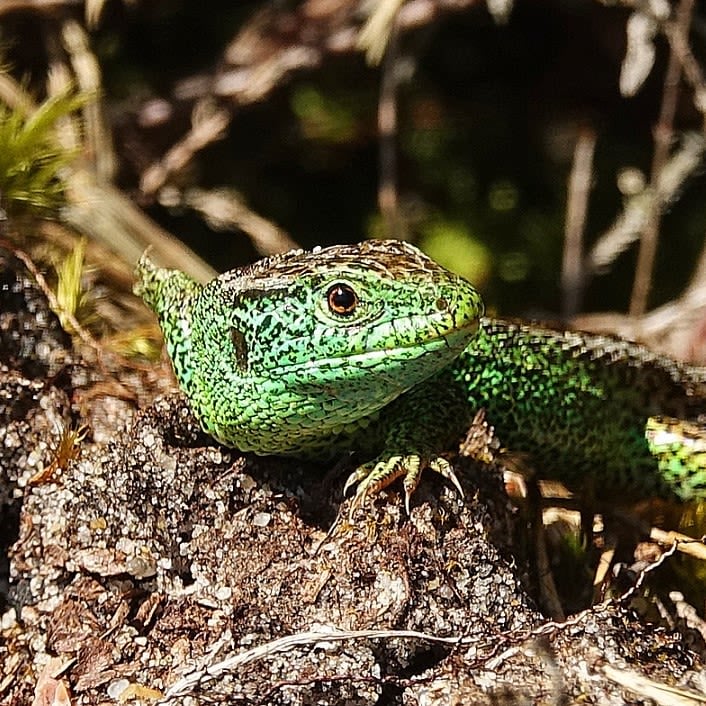Sand lizards a as small as your finger. Picture: ARC