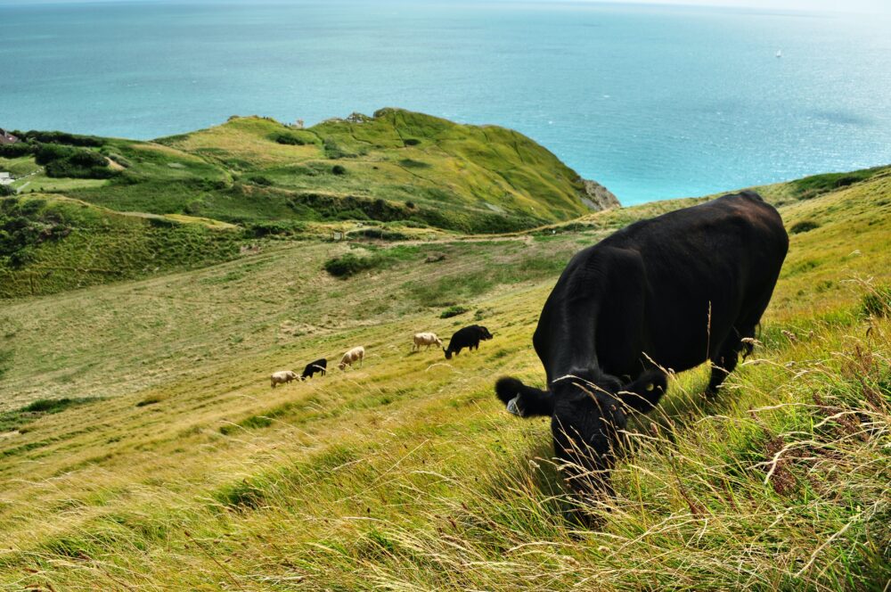 The project helps people access nature and farming in Dorset. Picture: Unsplash/Viktor Forgacs