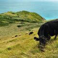 The project helps people access nature and farming in Dorset. Picture: Unsplash/Viktor Forgacs