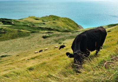 The project helps people access nature and farming in Dorset. Picture: Unsplash/Viktor Forgacs