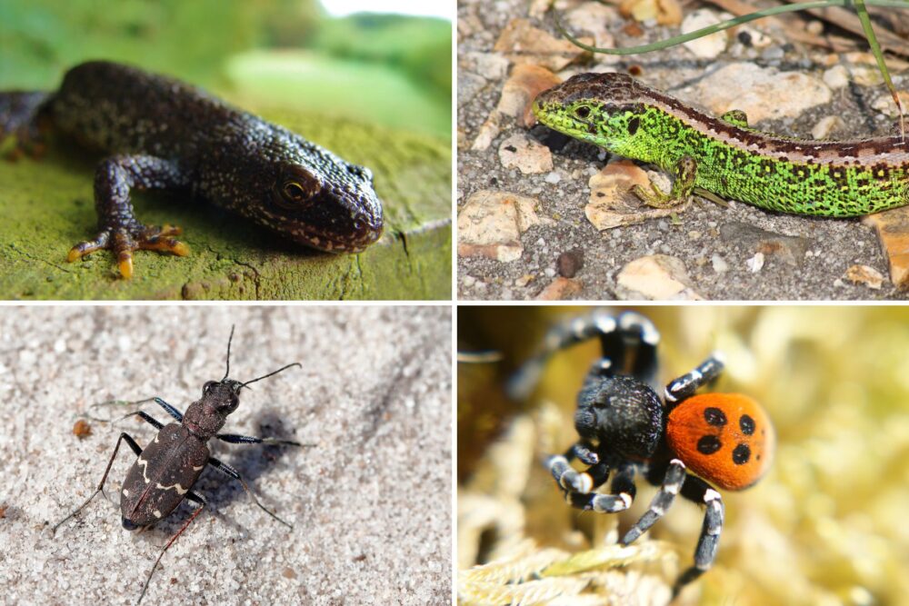 Species among those to be helped are, clockwise from top left; the great crested newt, sand lizard, heath tiger beetle and the ladybird spider. Pictures: Dorset Wildlife Trust