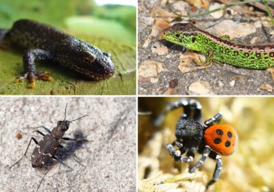 Species among those to be helped are, clockwise from top left; the great crested newt, sand lizard, heath tiger beetle and the ladybird spider. Pictures: Dorset Wildlife Trust
