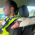 The swan in the back seat after being rescued...