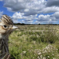 Skylark numbers are on the rise after the Wild Woodbury scheme got underway. Pictures: Jack Clarke/Vaughn Matthews/Dorset Wildlife Trust