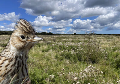 Skylark numbers are on the rise after the Wild Woodbury scheme got underway. Pictures: Jack Clarke/Vaughn Matthews/Dorset Wildlife Trust