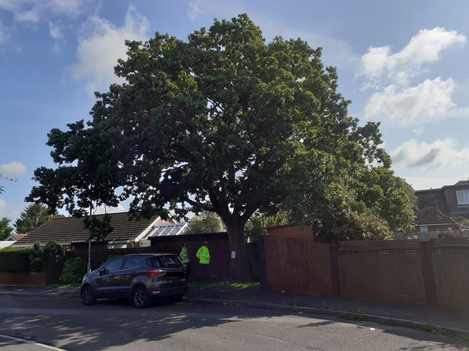 Dorset Council experts have said the tree must be cut down. Picture: Dorset Council