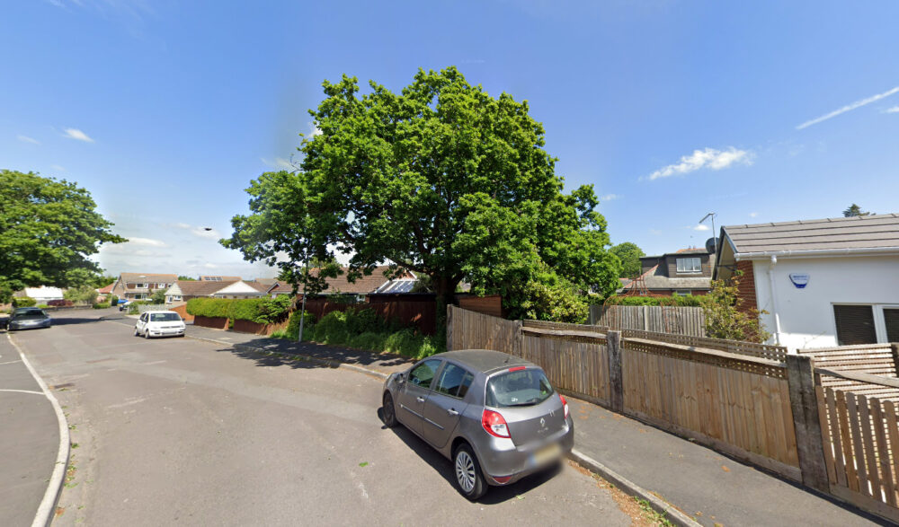The mature oak is set to be cut down after being 'maliciously' damaged, says Dorset Council