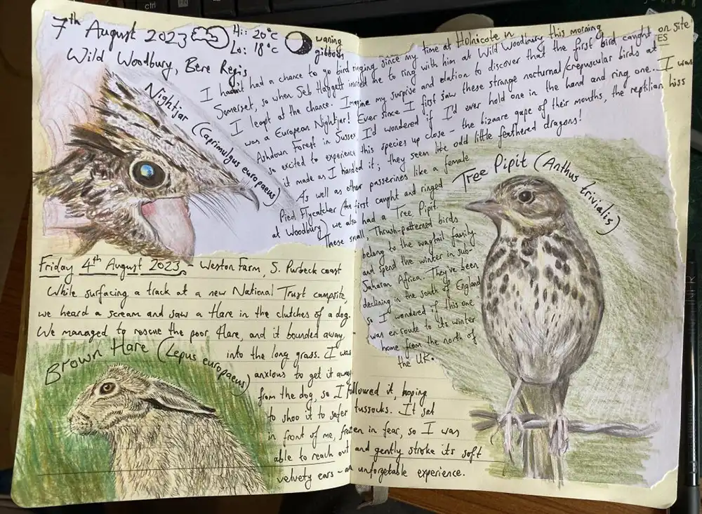 Mark's sketches for the mural at Corfe Castle. Picture: National Trust/Mark Newton