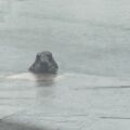 The rare seal spotted in Wareham quay