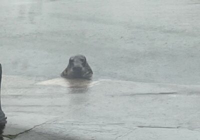 The rare seal spotted in Wareham quay