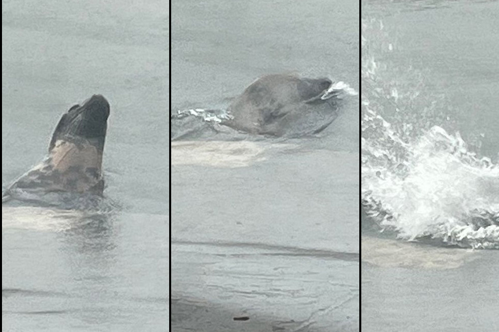 The seal swimming away