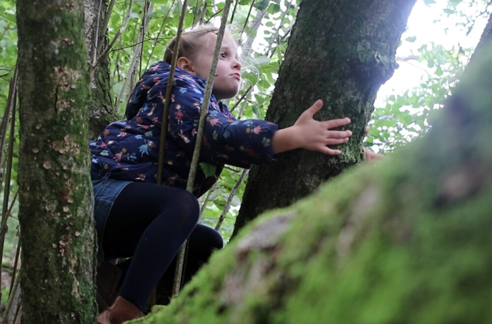 Dorset Wildlife Trust has launched the Woodland Recovery Project fundraiser
