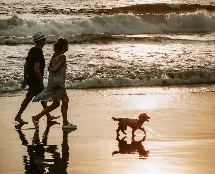 The rules affect people walking dogs on beaches in Dorset