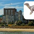 A suspected Iguanodon footprint has been found at Brownsea Castle. Pictures: Iain A Wanless/Natural History Museum