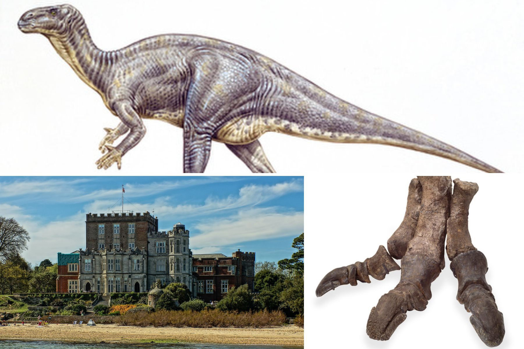 The footprint is suspected to be that of an Iguanodon, found in the grounds of Brownsea Castle. Pictures: Iain A Wanless/Natural History Museum