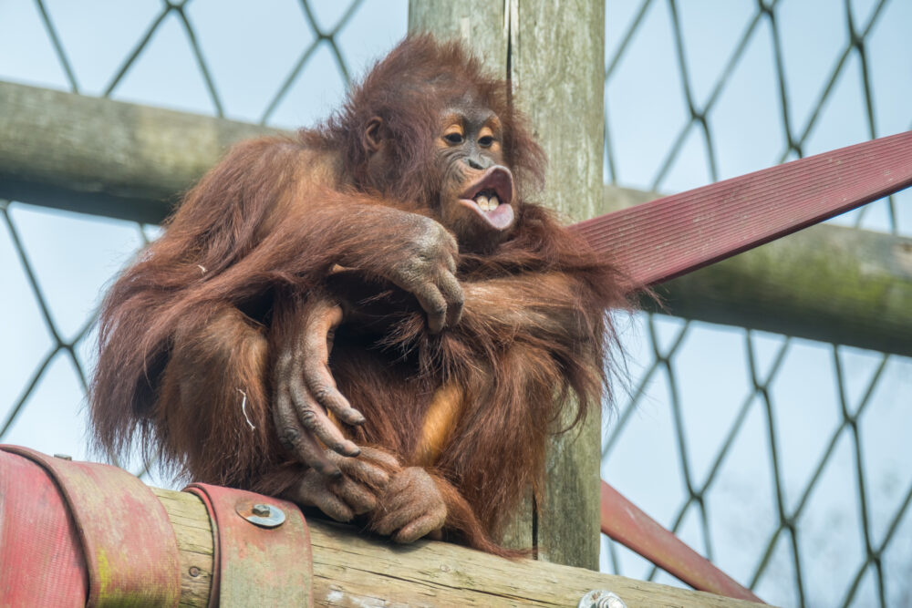 Orphaned orangutan Kayan joined the park in early 2023 | ©MonkeyWorld