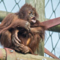 Orphaned orangutan Kayan joined the park in early 2023 | ©MonkeyWorld