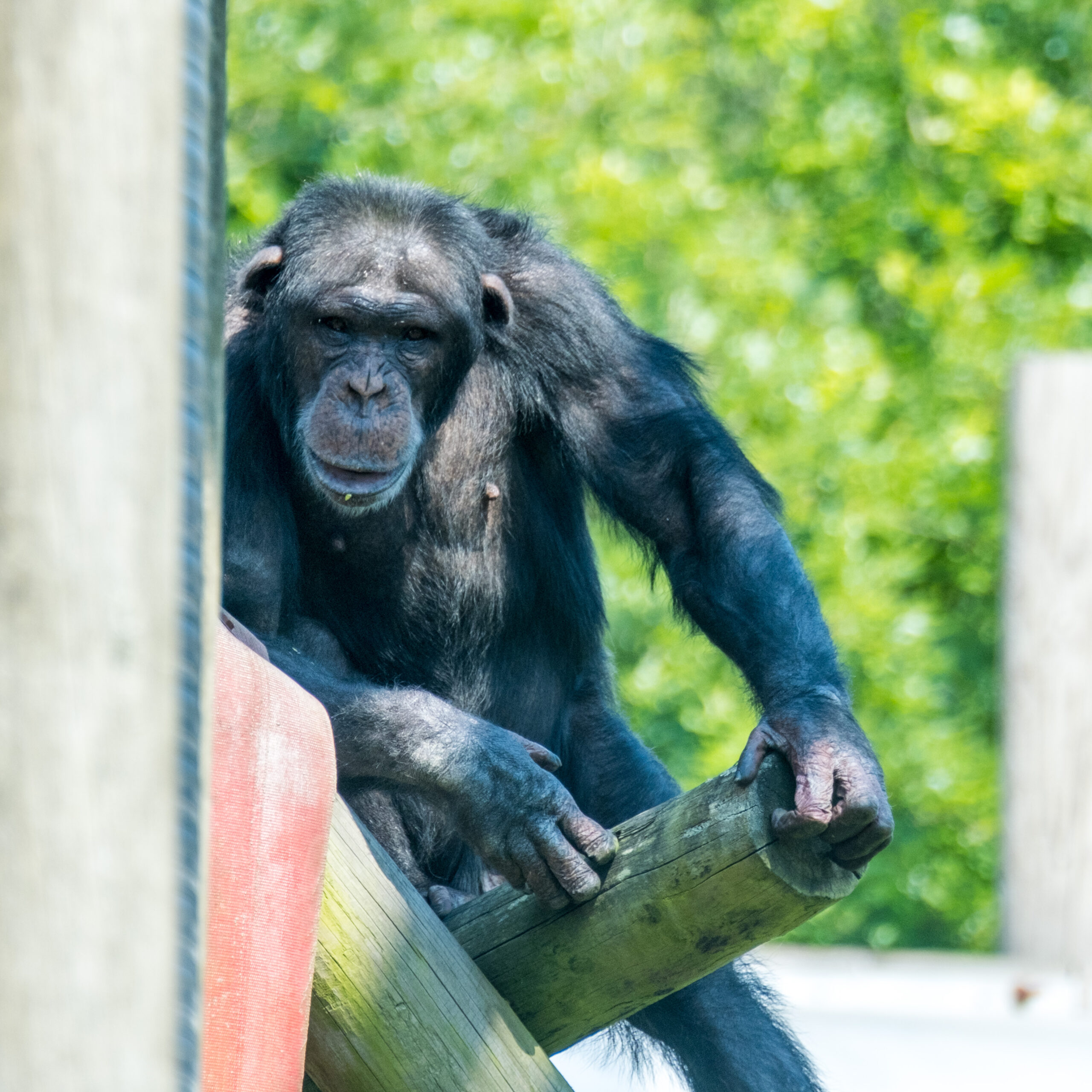 Rescued Chimp Kangoo Settles Into Life at Monkey World | ©MonkeyWorld
