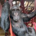 Rescued chimpanzee Naree “hanging out” at Monkey World ©MonkeyWorld