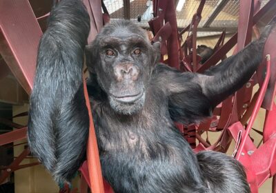 Rescued chimpanzee Naree “hanging out” at Monkey World ©MonkeyWorld
