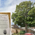 Fliers have been printed to oppose the felling of this sycamore