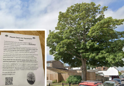 Fliers have been printed to oppose the felling of this sycamore
