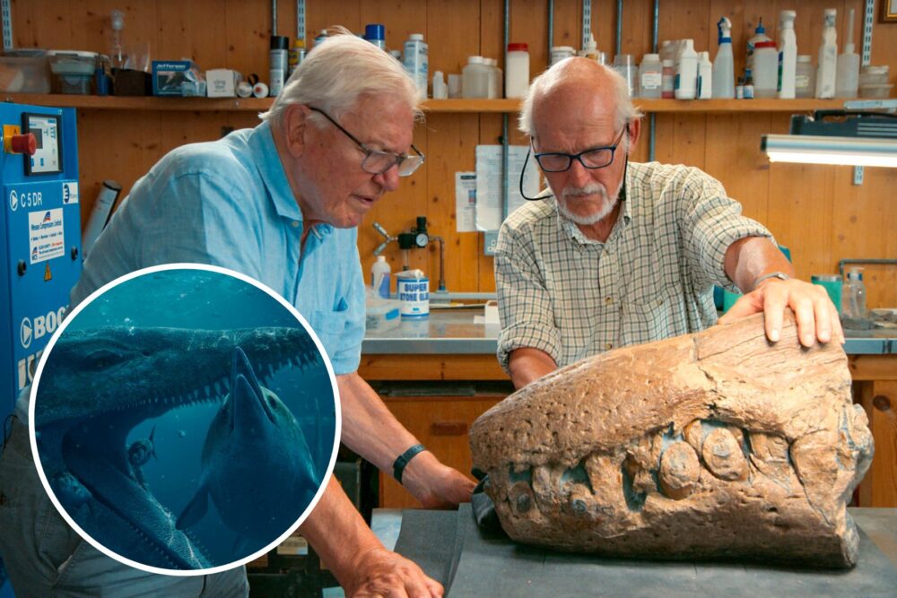 Sir David Attenborough and Steve Etches examine the fossilised snout of a pliosaur. Picture: BBC Studios
