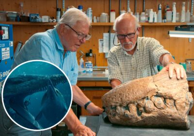 Sir David Attenborough and Steve Etches examine the fossilised snout of a pliosaur. Picture: BBC Studios