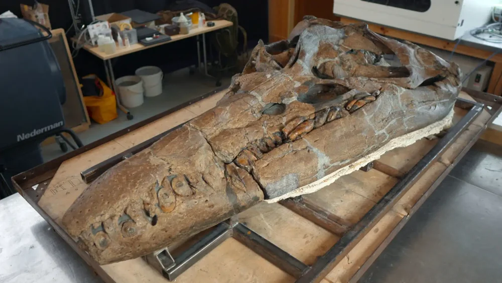 The skull was found on the Jurassic Coast at Kimmeridge Bay. Picture: BBC Studios