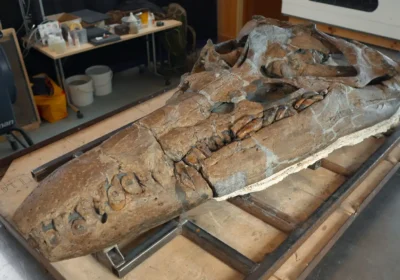 The skull was found on the Jurassic Coast at Kimmeridge Bay. Picture: BBC Studios