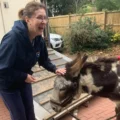 Therapy donkey Pedro charms staff at Forest Holme Hospice in Poole