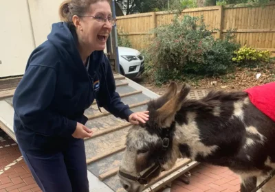 Therapy donkey Pedro charms staff at Forest Holme Hospice in Poole