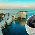 Lillii was rescued after falling from Old Harry