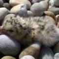 A Little Tern chick on Chesil Beach. Picture: Morgan Vaughan