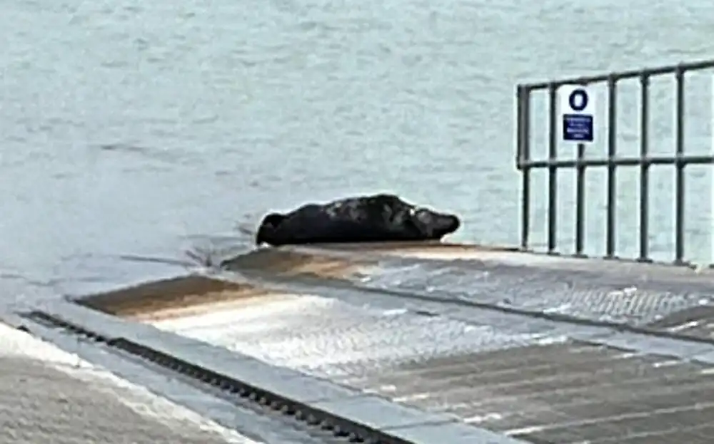 Ron Seal enjoying a nap on the slipway. Picture: Swanage RNLI