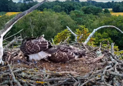 The fledgling (left) flew to a nearby tree for its first outing Picture: Birds of Poole Harbour 