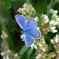 Silver Studded Blue butterfly, male. Picture National Trust Images, Matthew Oates