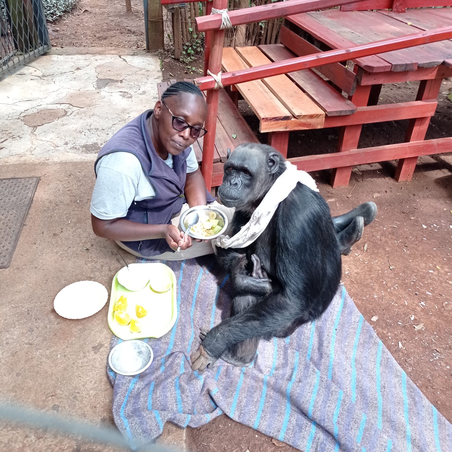 Chocolat has been cared for by her owner and her carer Monicah for more than 20 years Picture: G Cotman and Monkey World