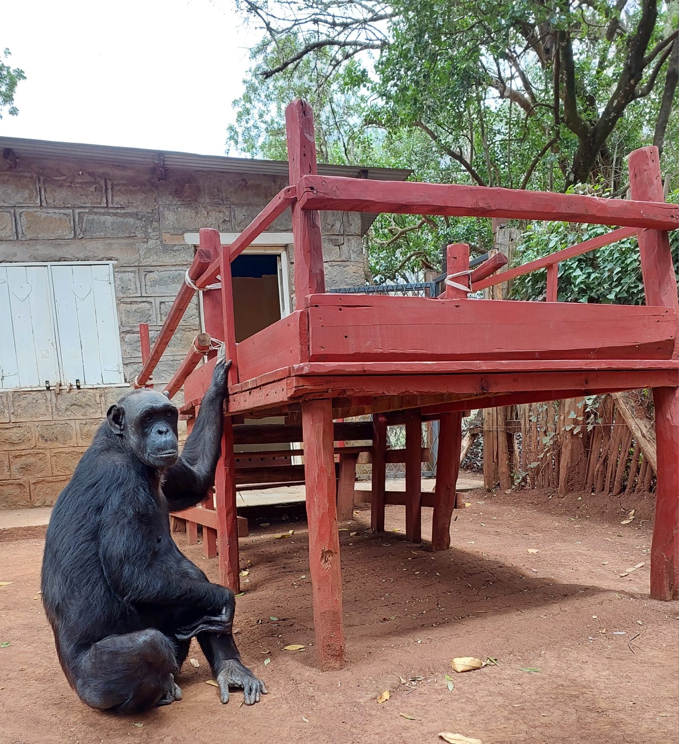 Chocolat is partially paralysed down her right side - Picture: G Cotman and Monkey World