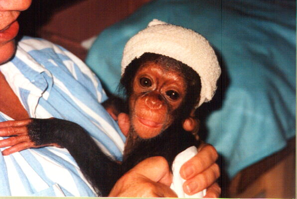 Chocolat was hit with bullet spray as an infant when her mother was killed for bushmeat Picture: G Cotman & Monkey World