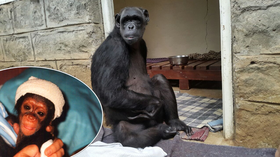 Chocolat's right hand and foot are paralysed from bullet wounds sustained as a baby clinging to her mother Picture: Monkey World