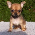 Piir admitted mistreating a chihuahua called Poppy. Picture: File/Pixabay