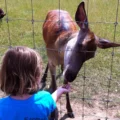 Feeding of red deer will no longer be allowed at Farmer Palmer's Farm Park, near Poole