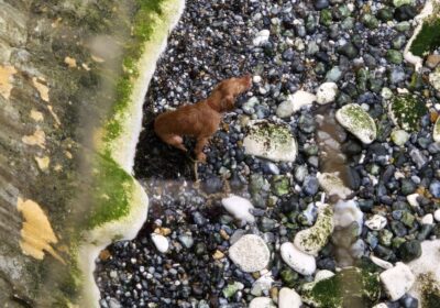 Luckily, Harley was not found to have any major injuries Picture: Swanage Coastguard Rescue Team
