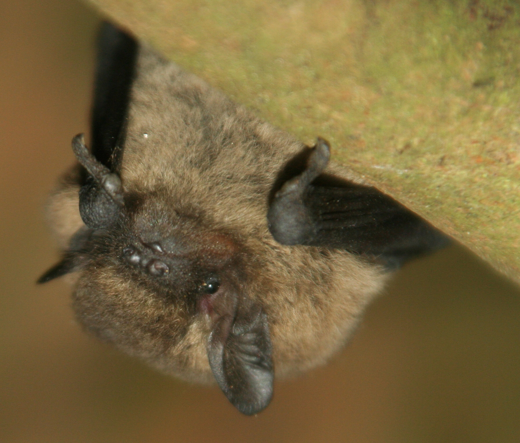 Common Pipistrelle bat, Pipistrellus pipistrellus, hanging on to the underside of a branch Picture: Chris Damant/National Trust