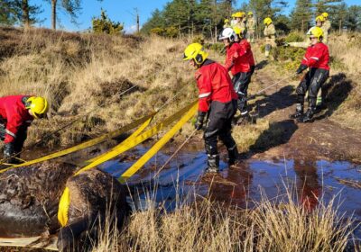 Crews had to use specialist equipment to rescue the pony Picture: Swanage Fire Station