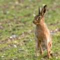 The hare was set on by a lurcher-type dog before being discarded in a ditch Picture: National Trust Images/Rob Coleman