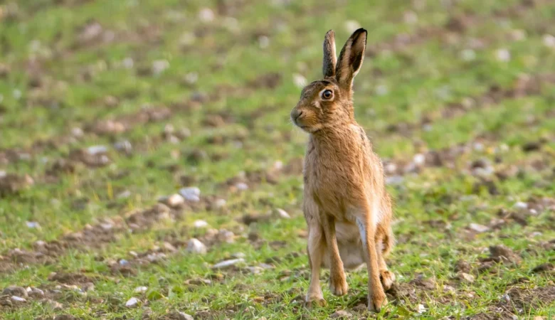 The hare was set on by a lurcher-type dog before being discarded in a ditch Picture: National Trust Images/Rob Coleman